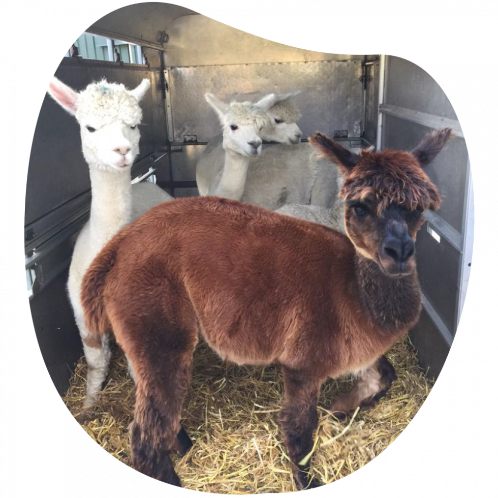 Alpacas for sale Barnacre Alpacas